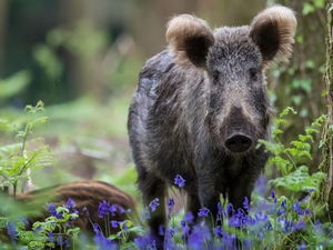 Boar, Plants