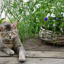 basket, dun, grass, boarding, pansies, cat