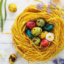 nest, Easter, Flowers, boarding, Blue, eggs