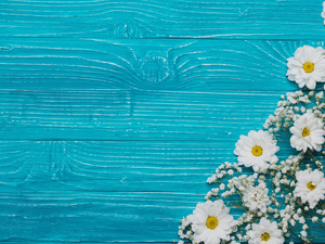 boarding, Chrysanthemums, Gipsówka