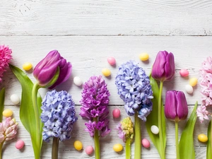 Tulips, Flowers, Drops, boarding, color, Hyacinths