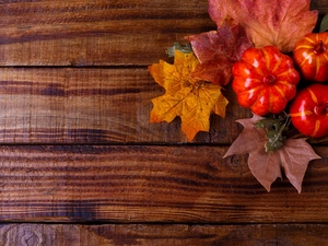 boarding, pumpkin, Leaf