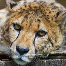 The look, Cheetah, boarding