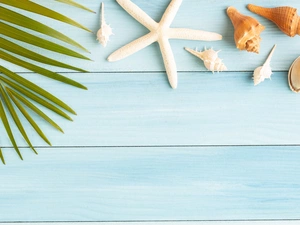 starfish, boarding, Palms, Shells, Leaf