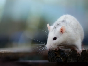 boarding, White, rat