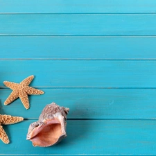 boarding, Shells, starfish