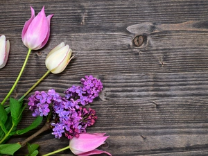 boarding, Tulips, without