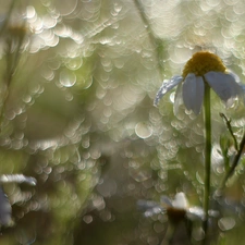 chamomile, Bokeh