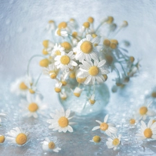 Bokeh, decoration, White, Flowers, chamomile