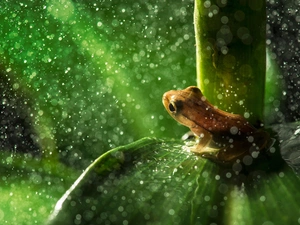Bokeh, frog, leaf