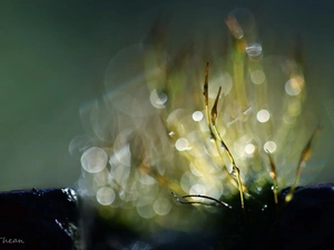 Close, Bokeh, lichens, blades, mosses