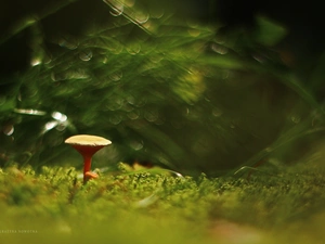 Bokeh, Mushrooms, Moss
