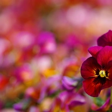 Bokeh, claret, pansies