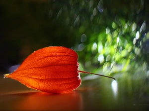 Bokeh, physalis, plant