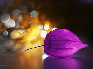 Bokeh, physalis, plant