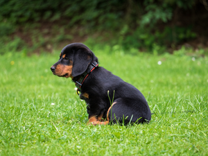grass, Bokeh, Rottweiler, Meadow, Puppy
