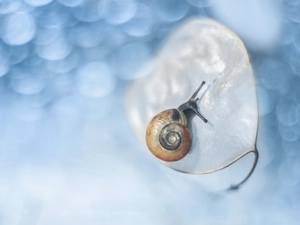Bokeh, Snail, small