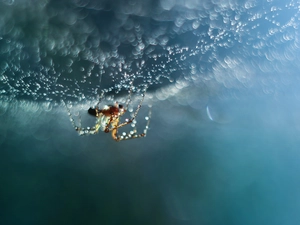 Bokeh, Spider, Web