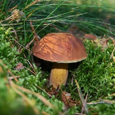 Beatyfull, bolete