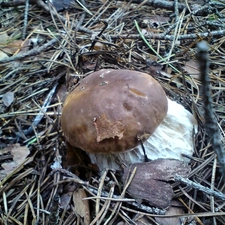 boletus, forest, Mushrooms