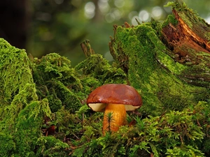 Mushrooms, Moss, rapprochement, boletus