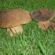 grass, Real mushroom, boletus