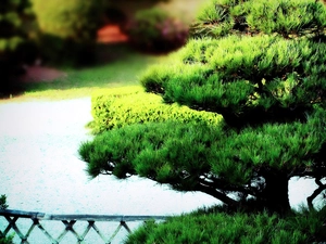 Bonsai, Park, sapling