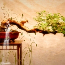 Bonsai, table, sapling