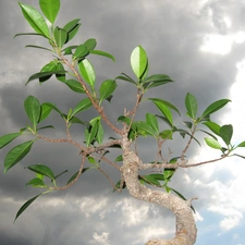 sapling, Bonsai