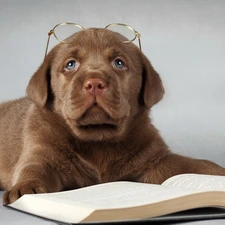 Book, Glasses, Puppy, Labrador Retriever, sad