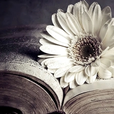 Gerbera, Book