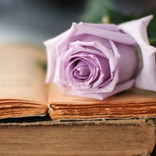 Books, Violet, rose