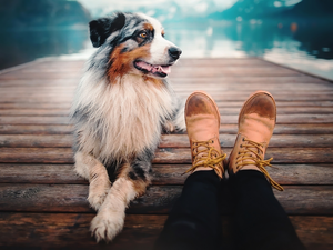 Platform, lake, legs, Boots, Australian Shepherd