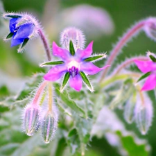 borage, Pink, Flowers