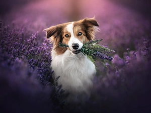 Flowers, Border Collie, lavender, dog