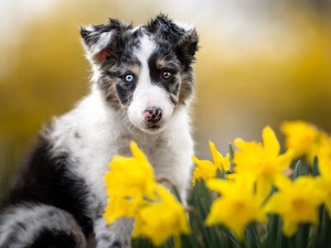 dog, Border Collie, Jonquil, Puppy