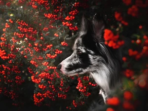 Bush, cotoneaster, muzzle, Border Collie, dog