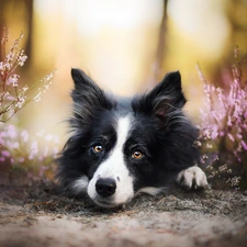 Border Collie, heathers