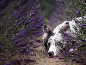 muzzle, lavender, dog, Border Collie, lying