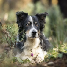 muzzle, Plants, dog, Border Collie, lying