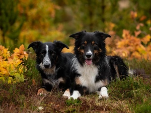 Two cars, Dogs, Border Collie, lying
