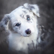 Border Collie, Puppy