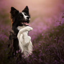 Border Collie, black and white, pud, heathers, The raised, dog