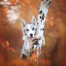 trees, birch-tree, Border Collie, muzzle, dog