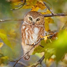 branch pics, Leaf, Boreal Owl, trees, owl