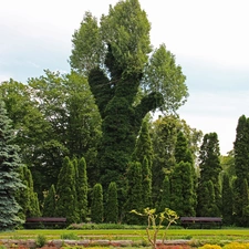 botanical, Poznań, viewes, Garden, trees