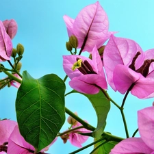 Bougainvillea, Flowers, bush