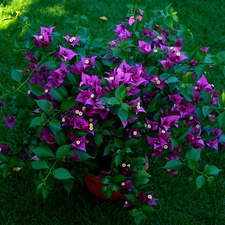 Bush, Bougainvillea