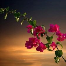 Bougainvillea, twig, Flowers