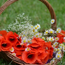 basket, papavers, camomiles, bouquet